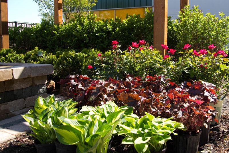 Duke's Landscaping Flowers